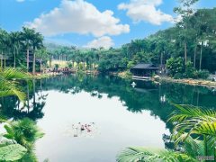 广西南宁青秀山黄花风铃旅游季启幕