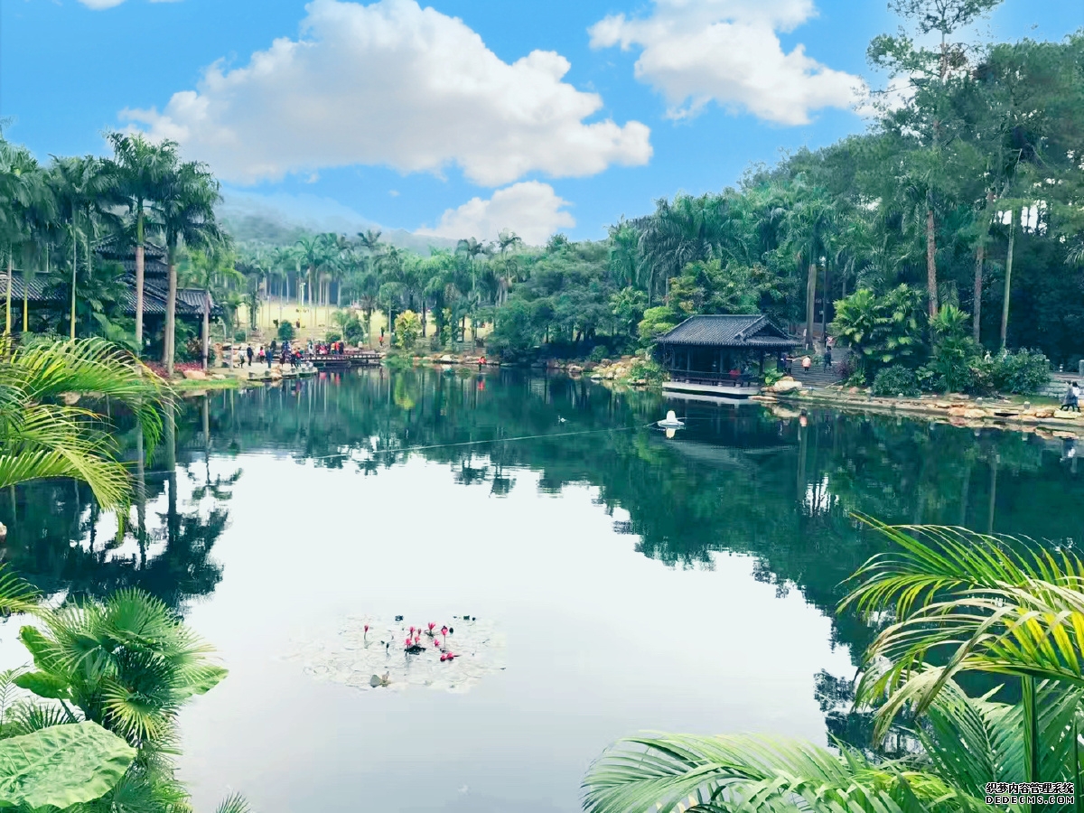 广西南宁青秀山黄花风铃旅游季启幕